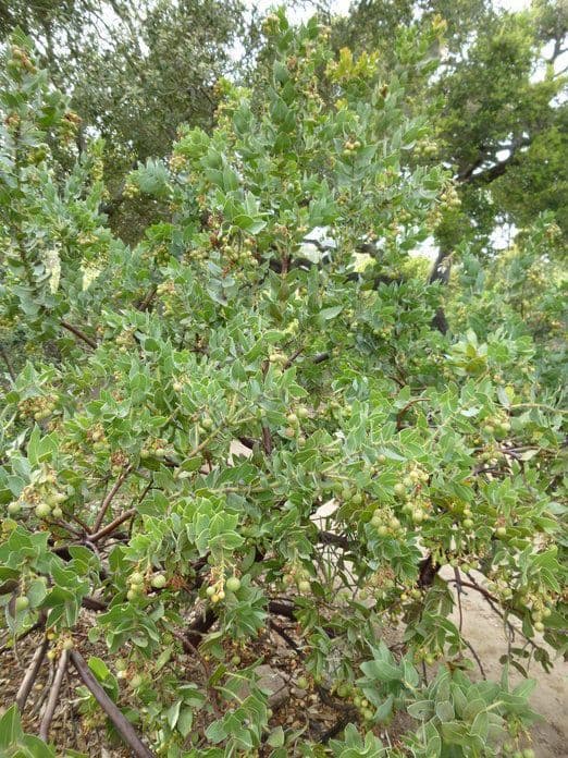 Arctostaphylos 2