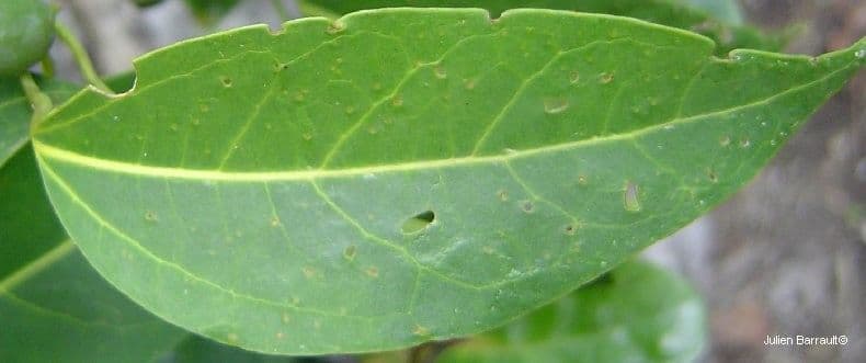 Celtis paniculata 7
