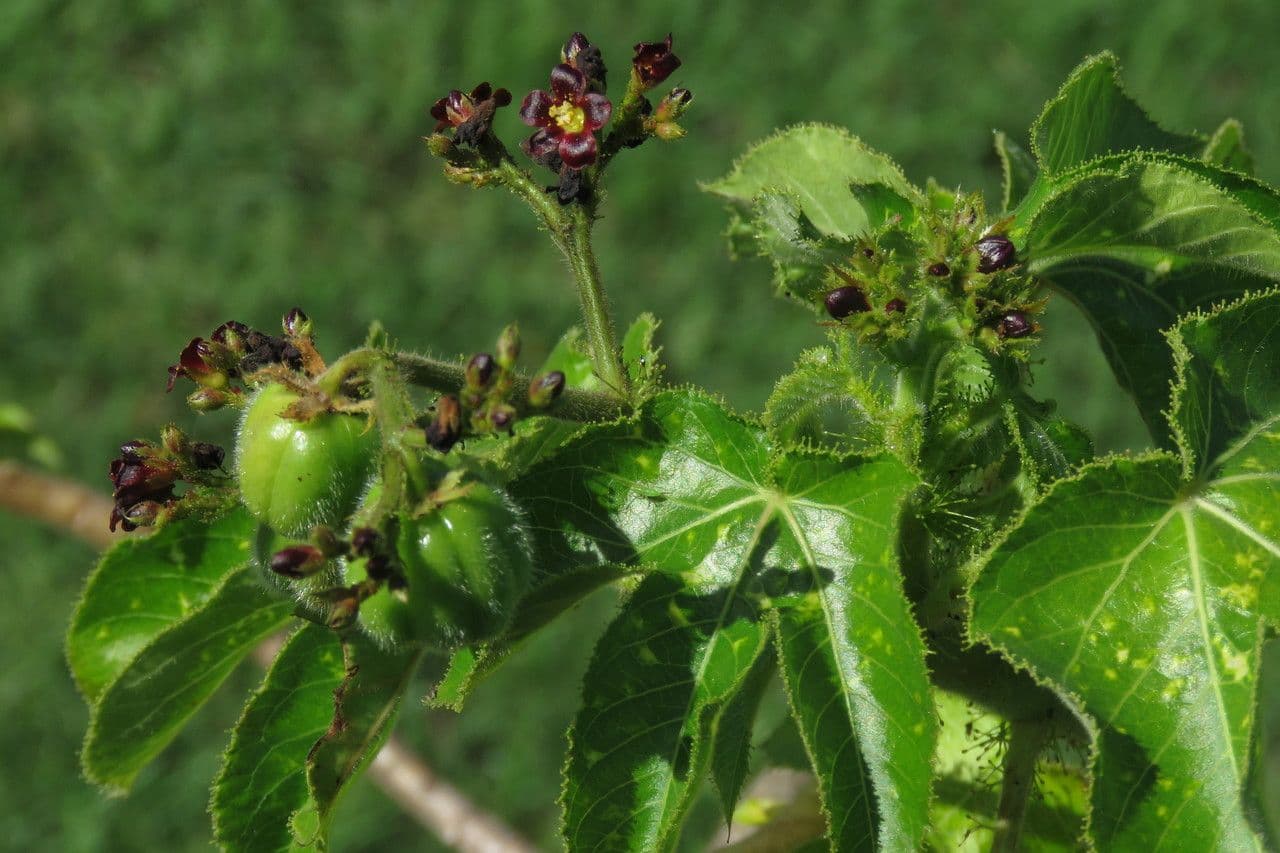 Bauchige Brechnuss 2
