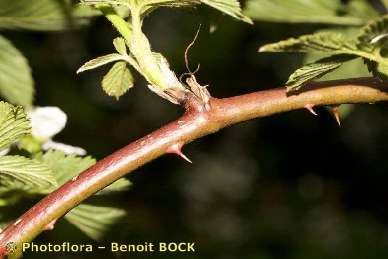 Gefurchte Brombeere 18