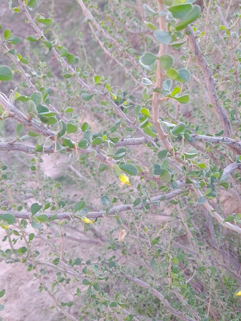 Zygophyllum 9