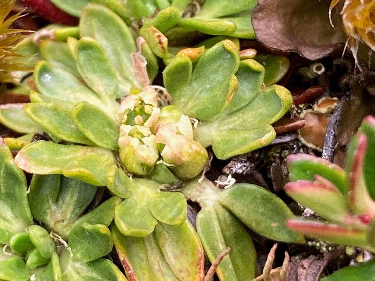 Azorella 7