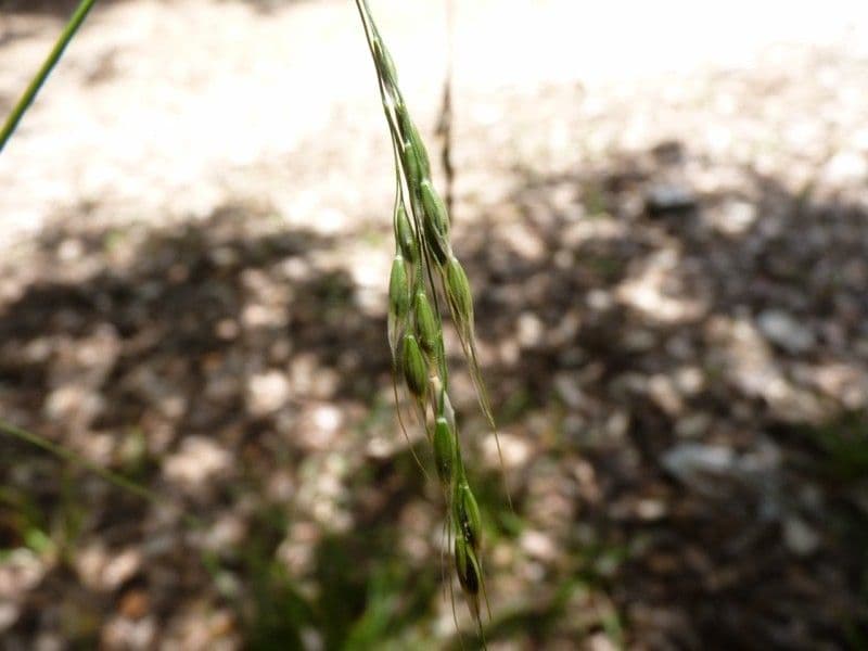 Achnatherum paradoxum 9