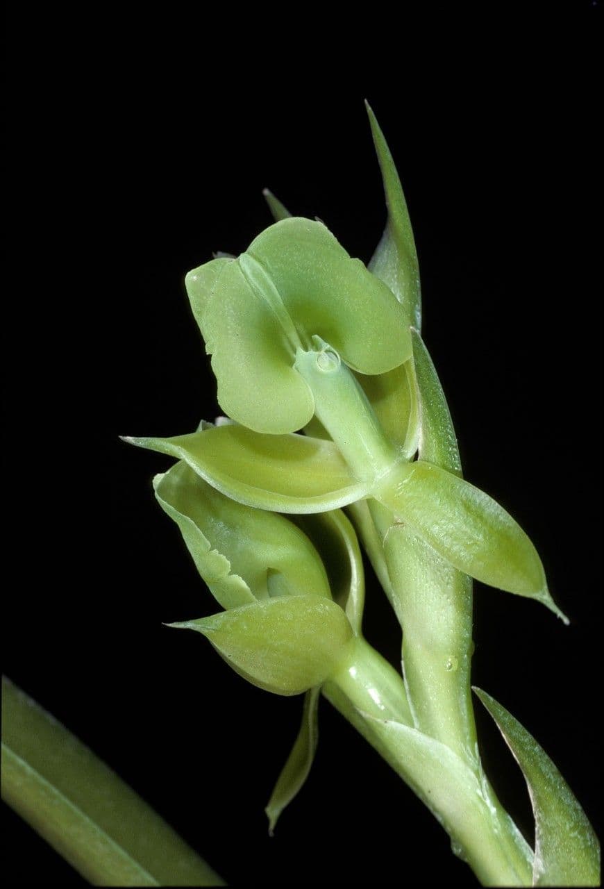 Epidendrum