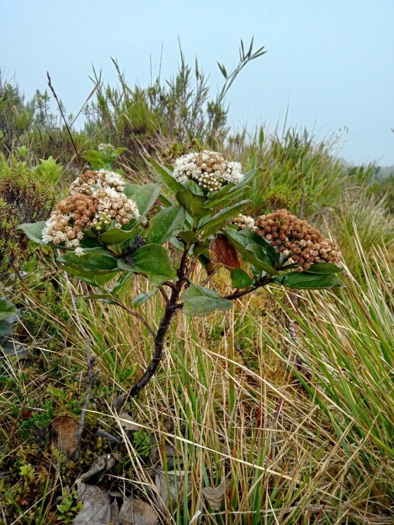Plum-leaved Baccharis 11