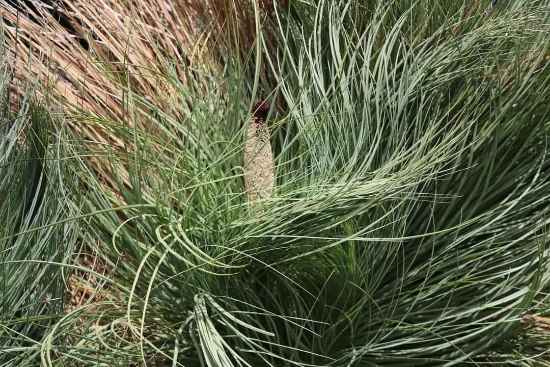 Xanthorrhoea malacophylla