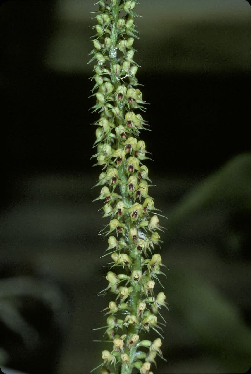 Polystachya