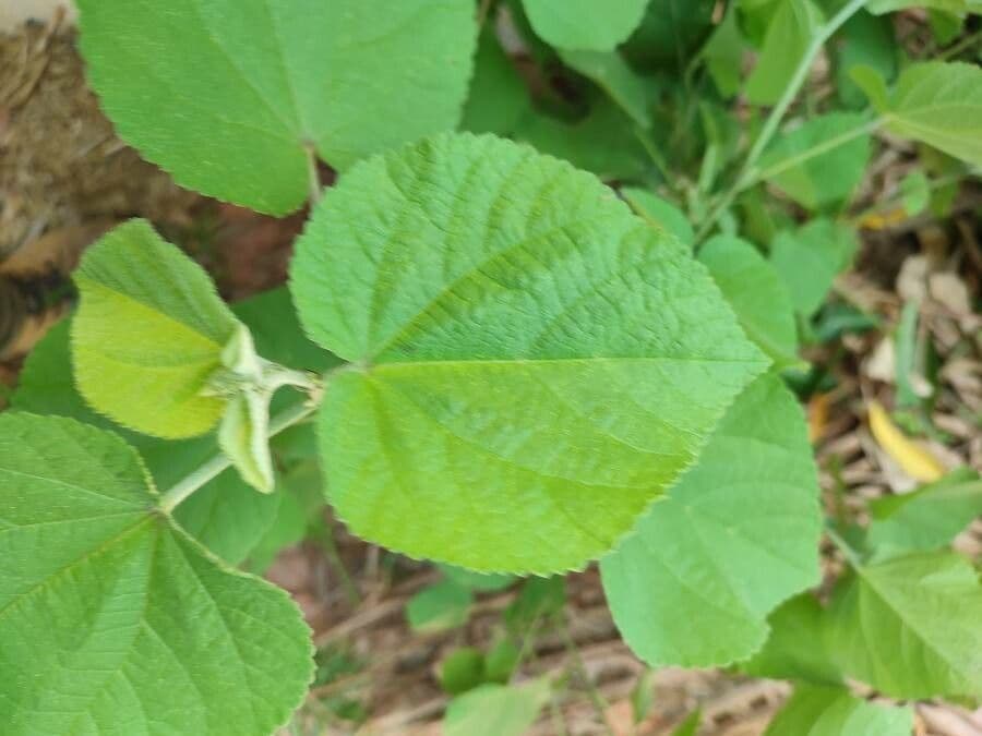 Grewia 16