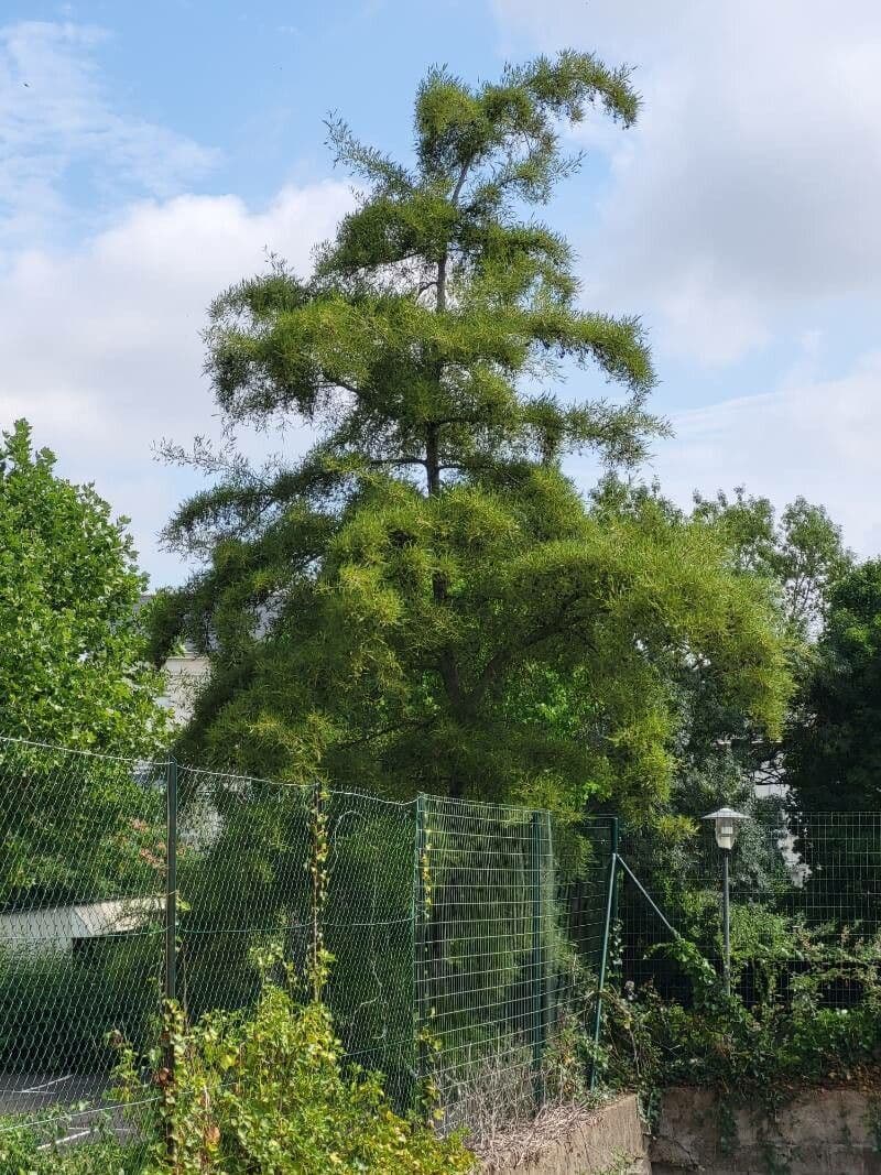 Acacia saligna 13