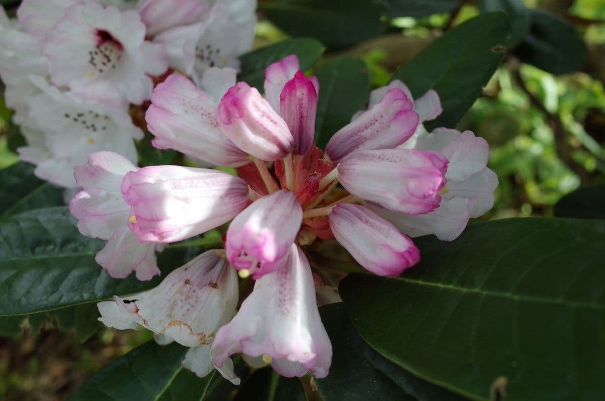 Rododendro 25