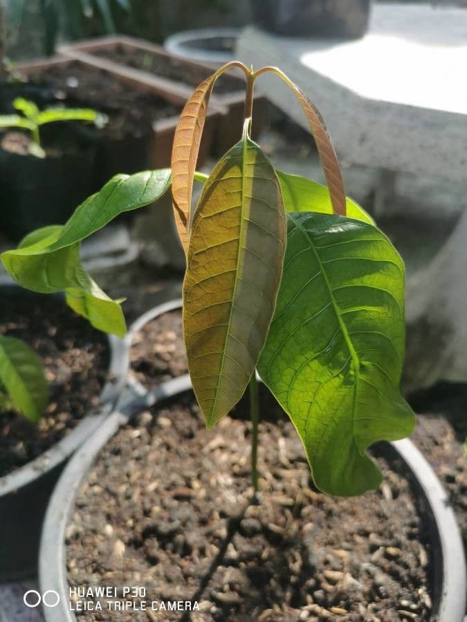 Mango 3