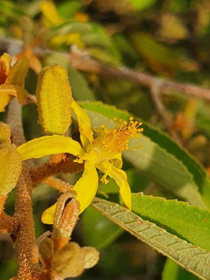 Grewia 4