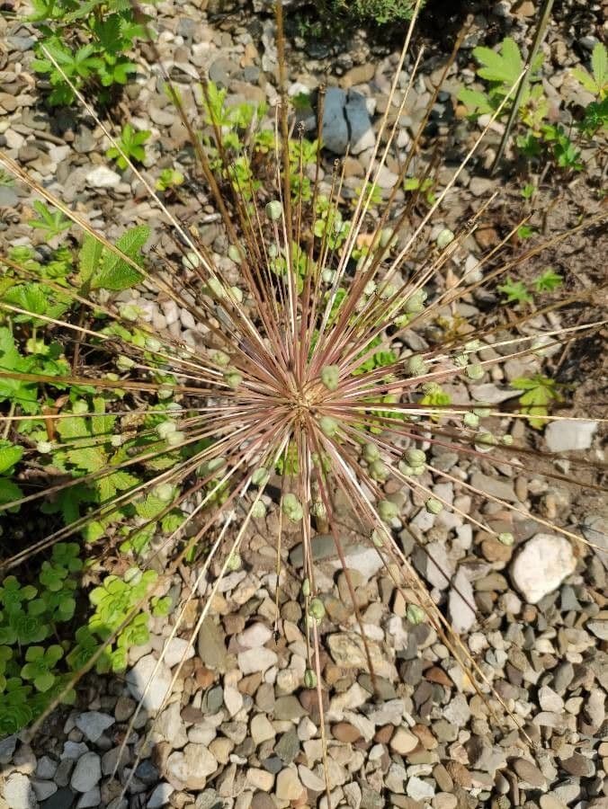 Aglio 6