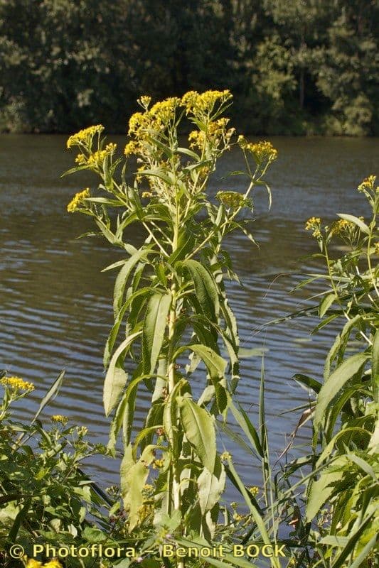 Senecio sarracenico 7