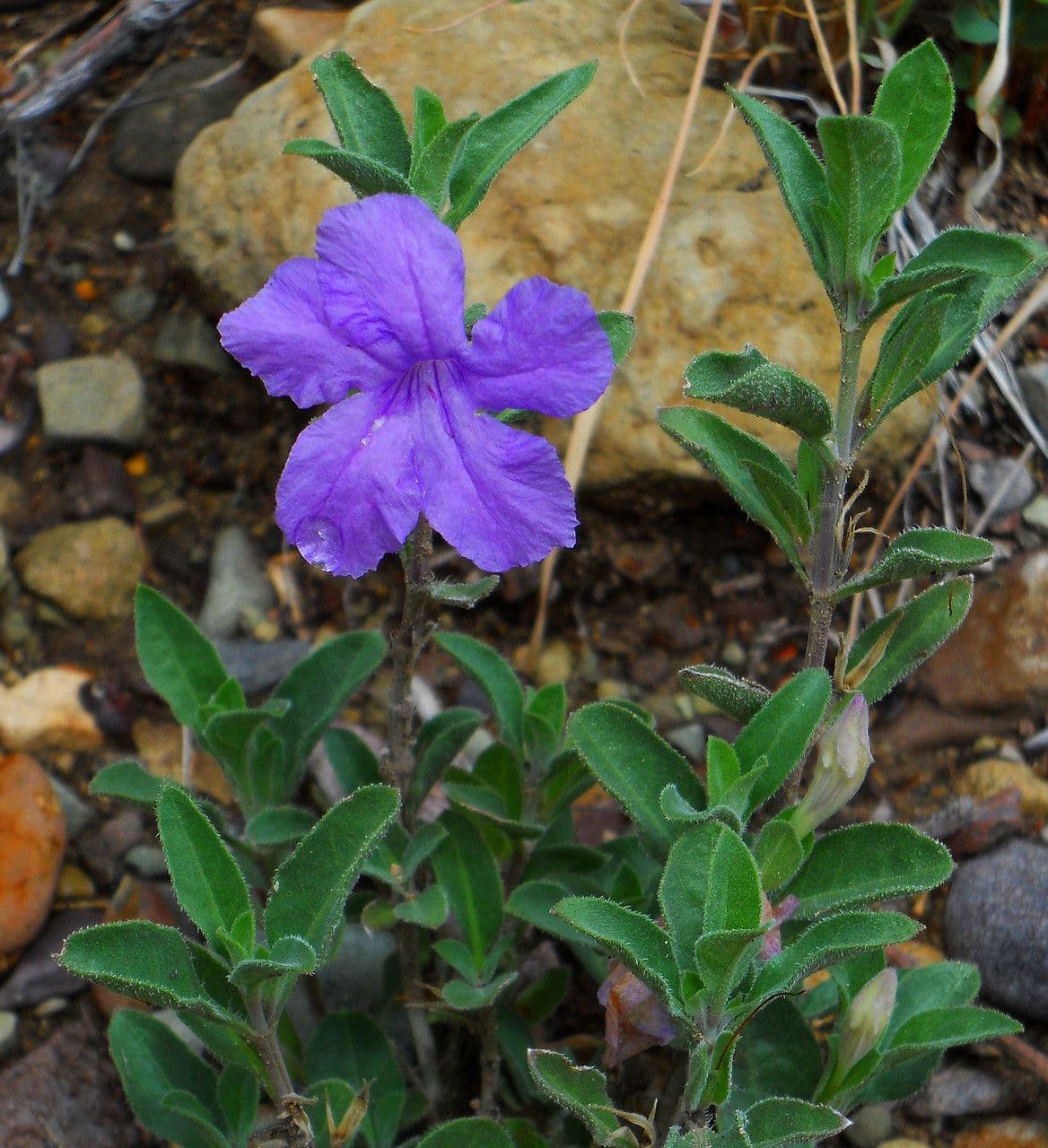 Petunia selvatica di Parry 4