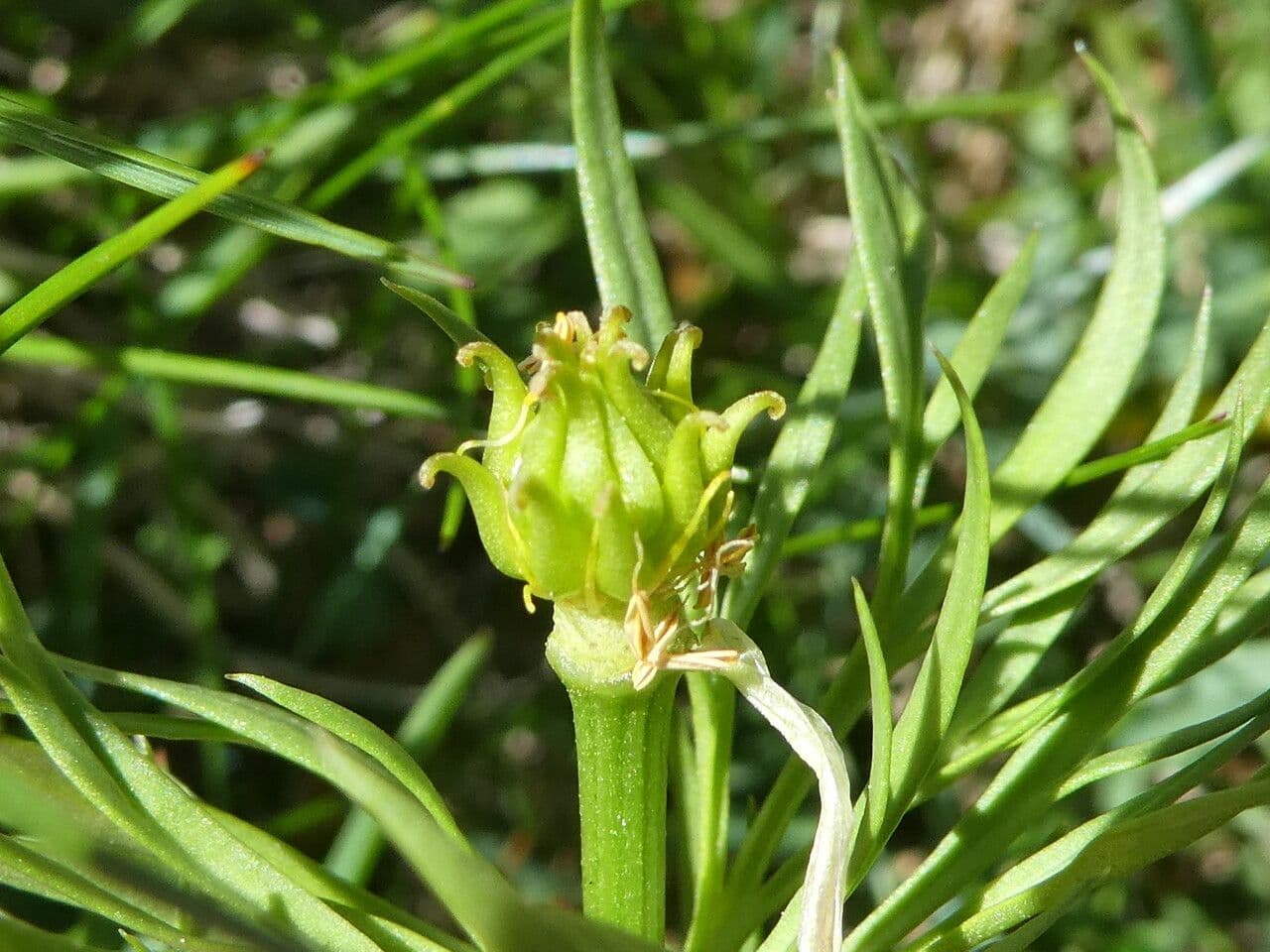 Adonis pirenaico 4