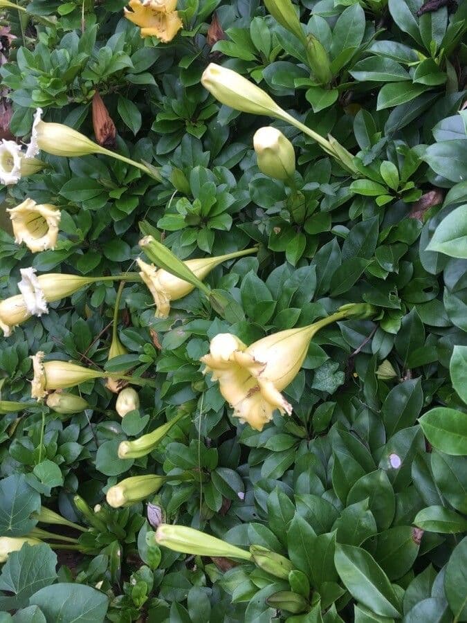 Solandra grandiflora 6