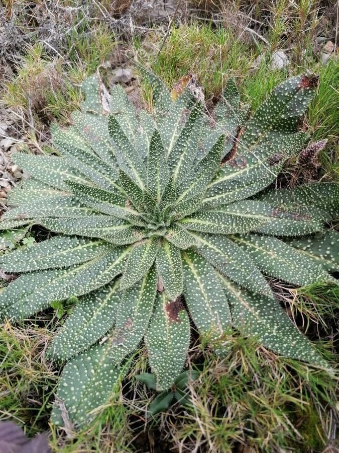 Echium asperrimum 15