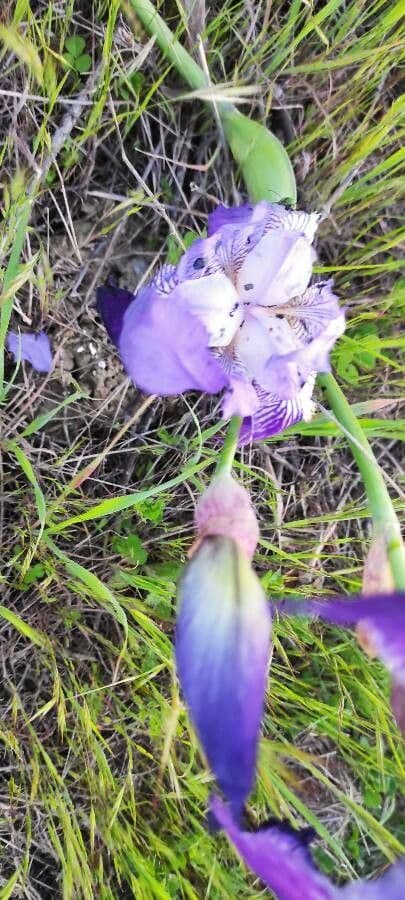 Iris lutescens 19