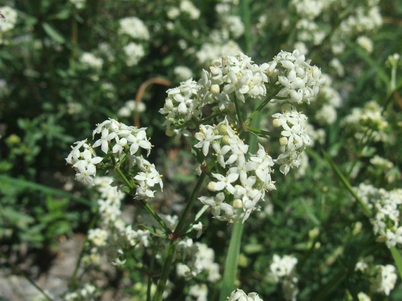 Caglio boreale 8