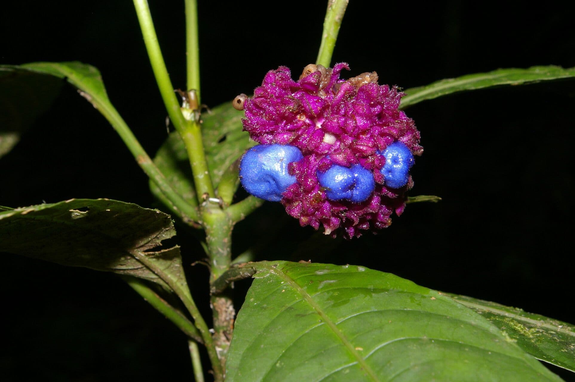 Palicourea 9
