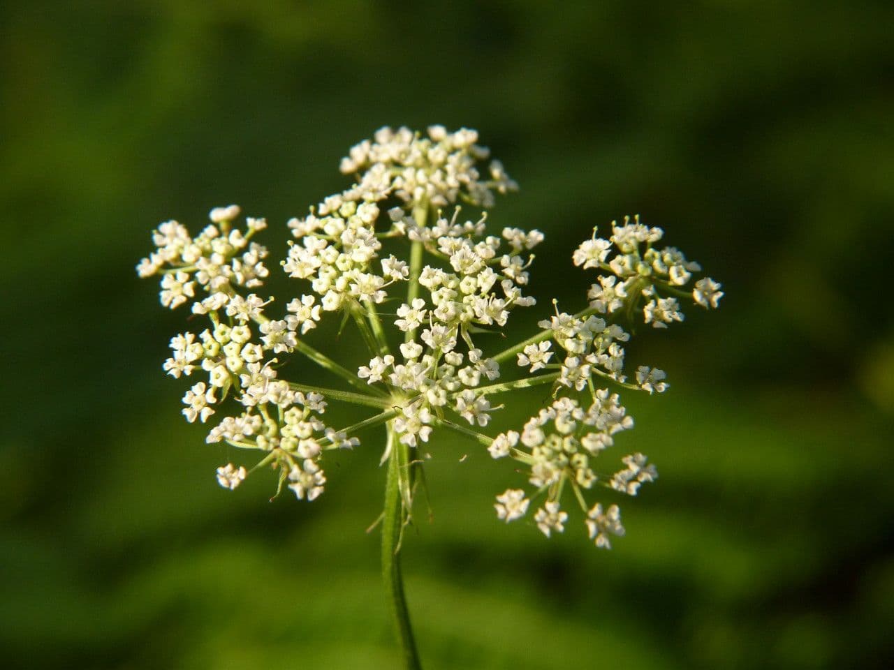Oenante 6
