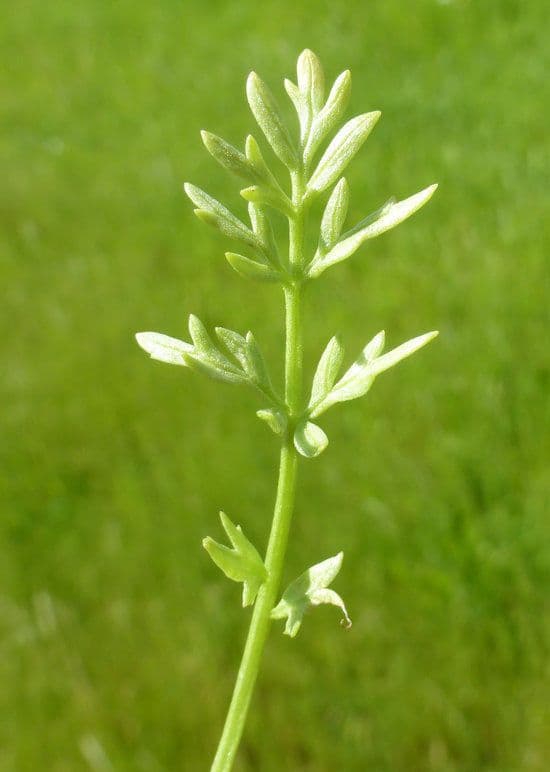 Limnanthes 10