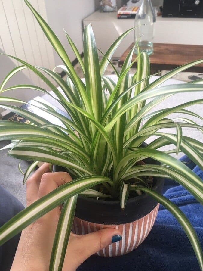 Chlorophytum 8