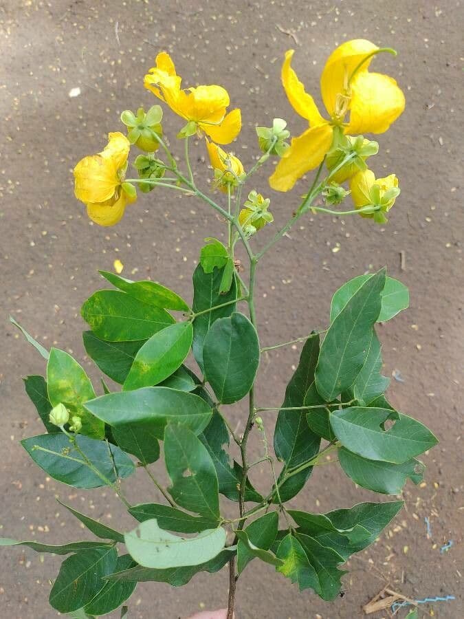 Senna 8