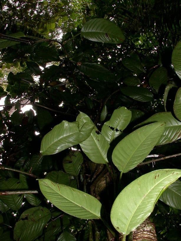 Philodendron 10