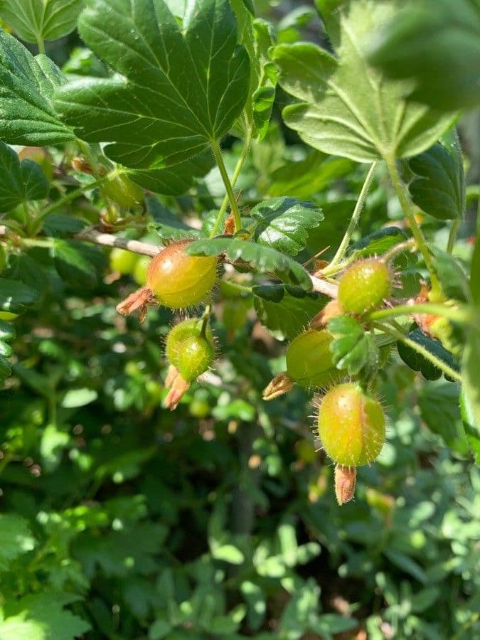 Fuchsiöse johannisbeere 5
