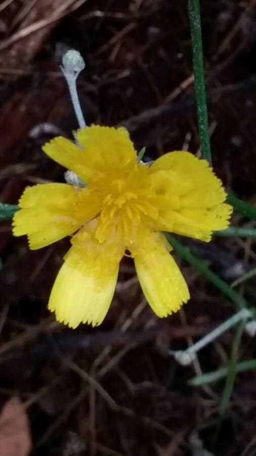 Radicchiella vescicosa 5
