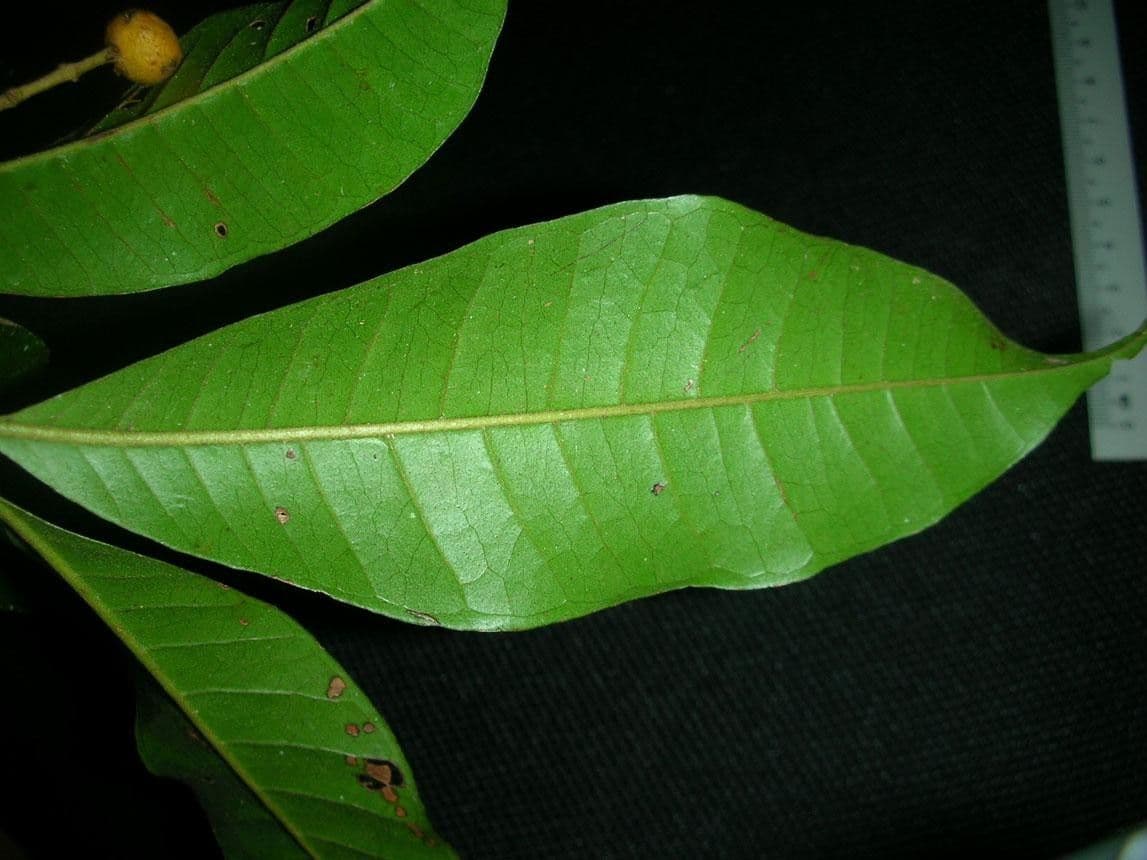 Myrcia 6