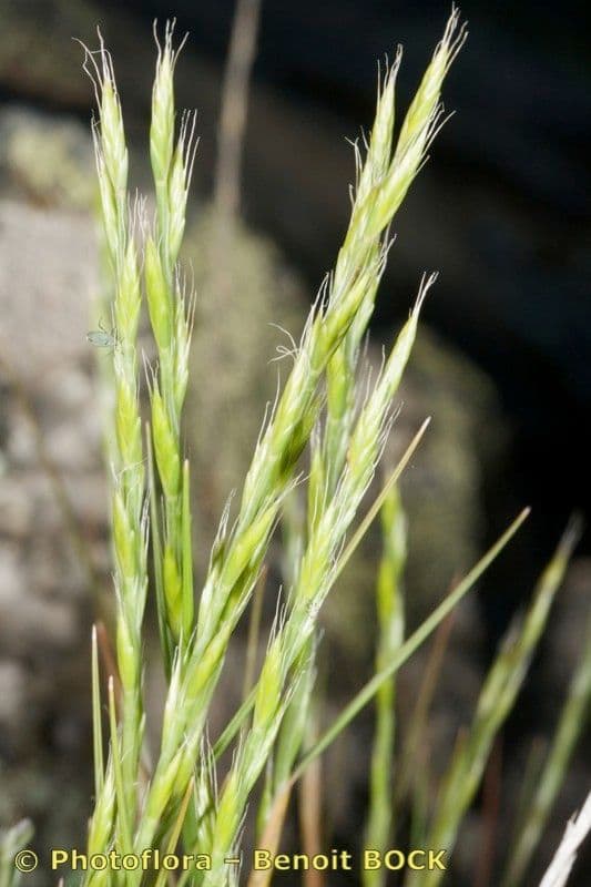 Festuca di Lachenal 23