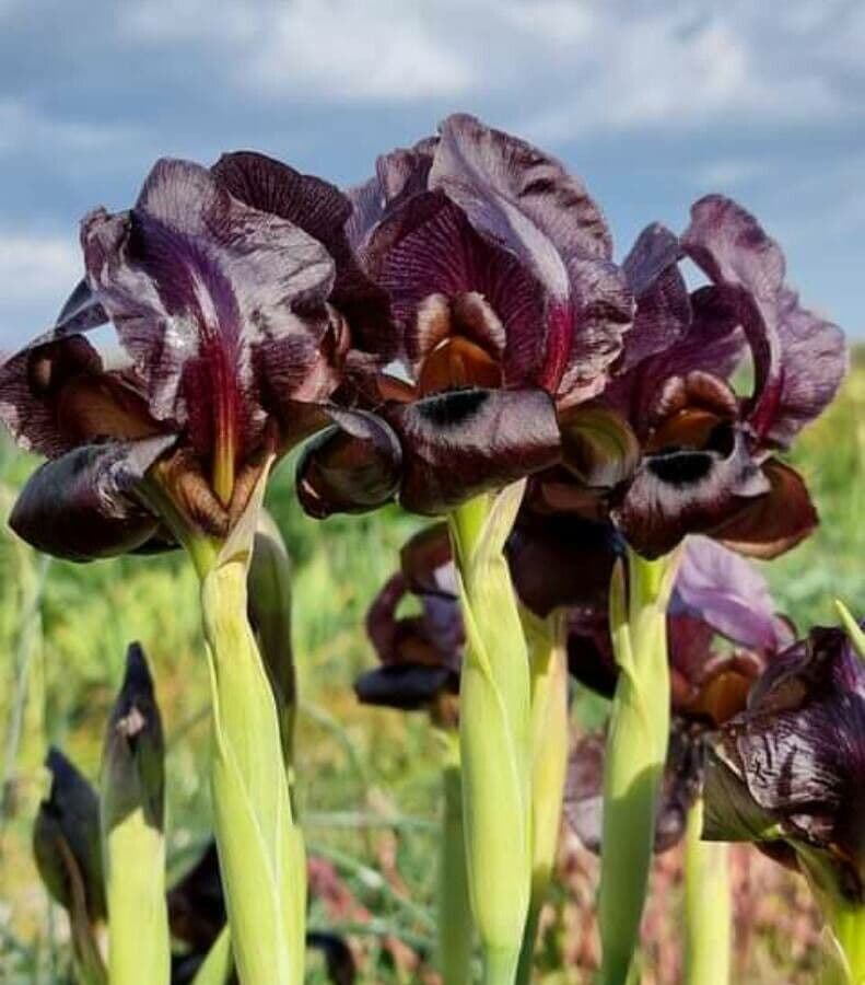Giaggiolo nero 2