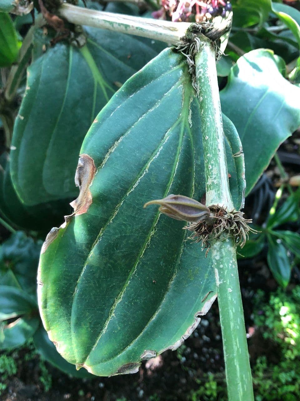 Medinilla 14