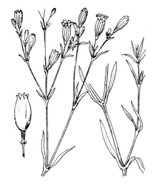 Offene Leimkraut 11