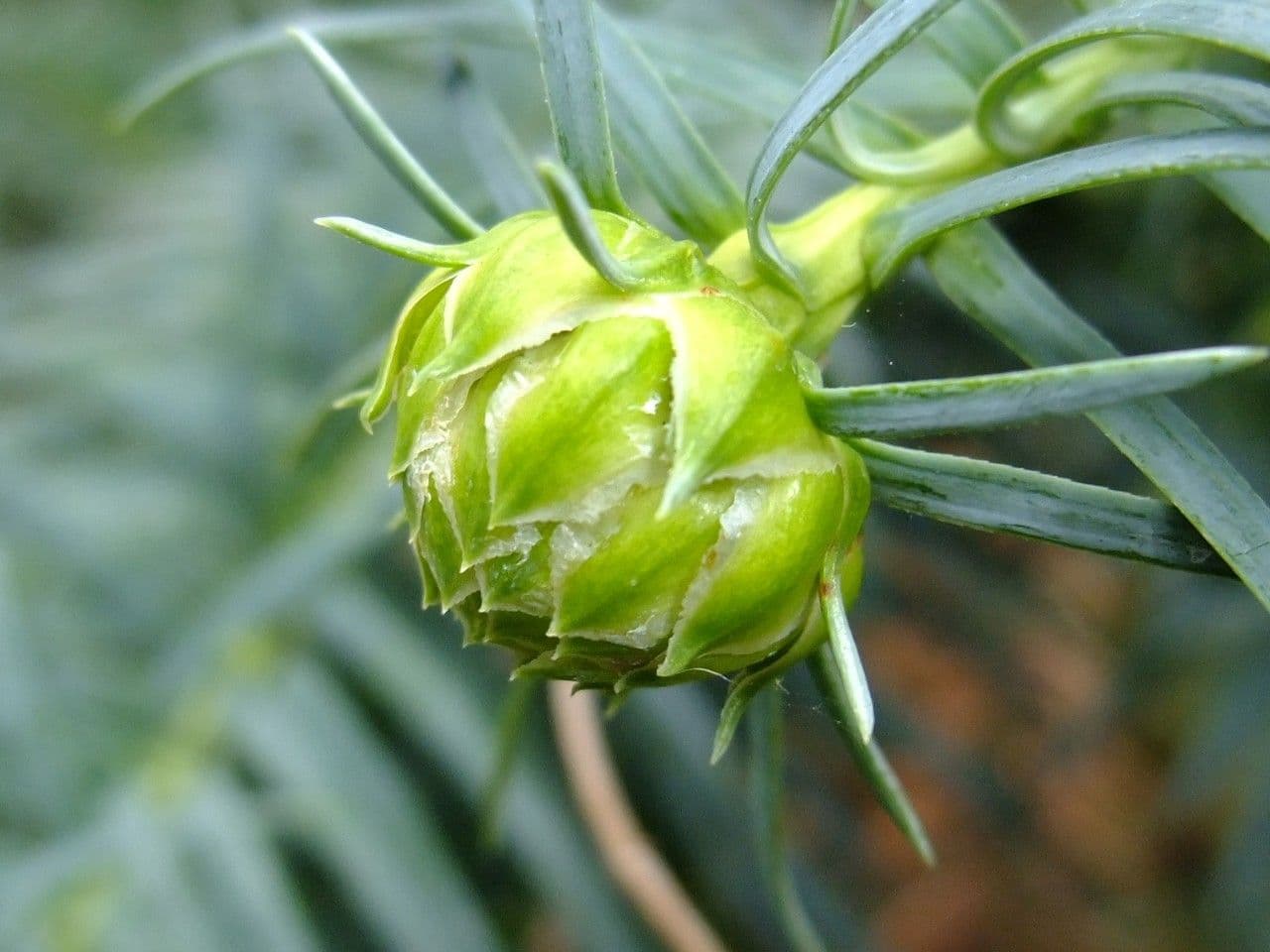 Cunninghamia 2