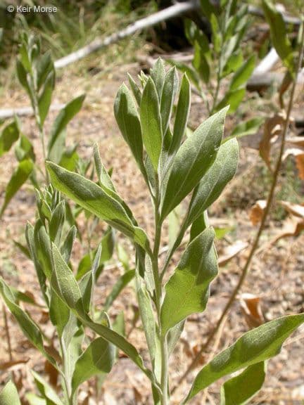 Solidago 14
