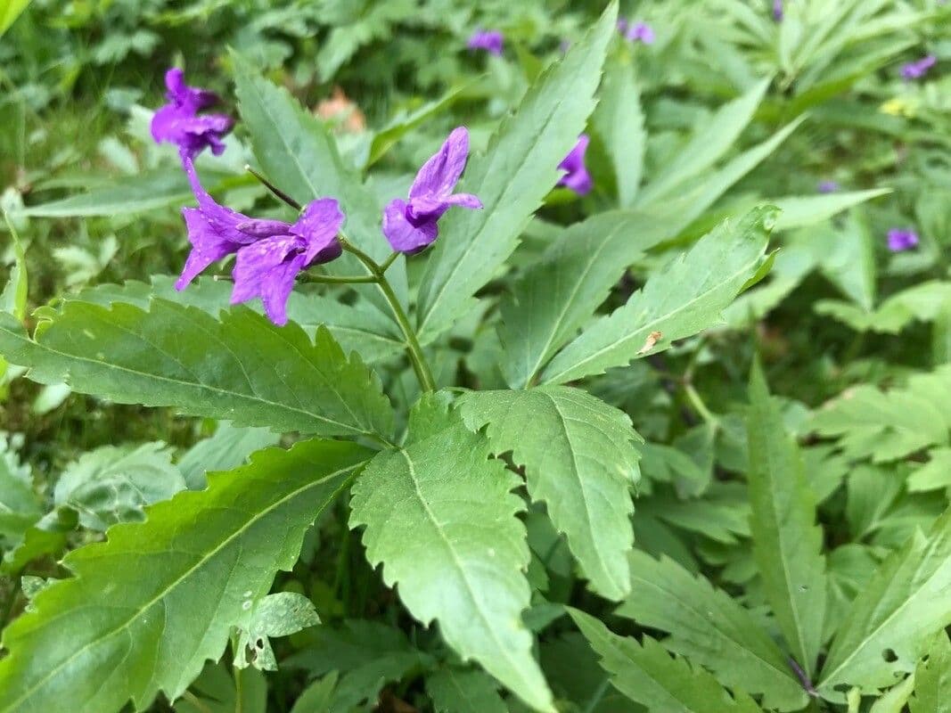 Cardamine 3