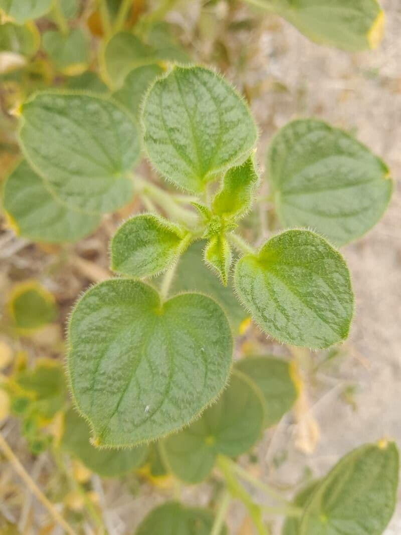 Cleome 10