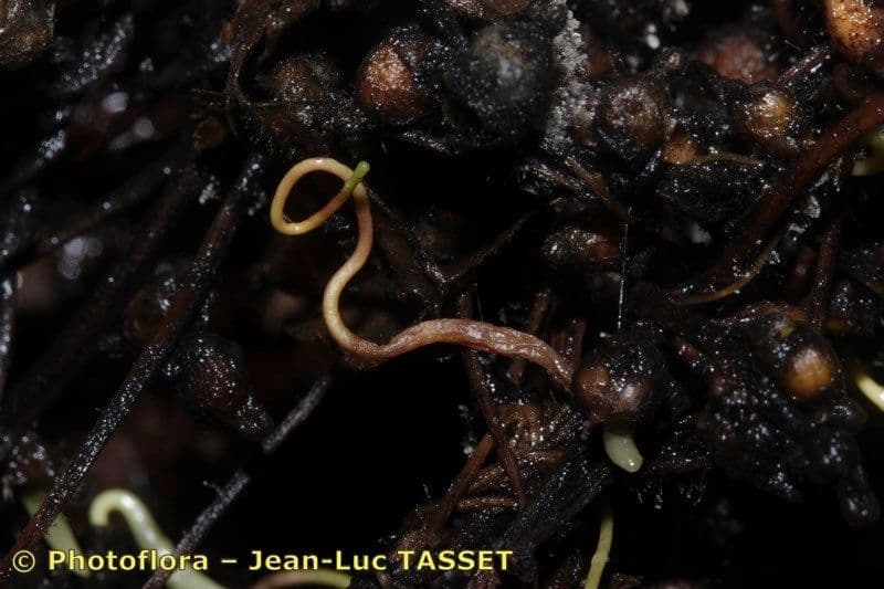 Cuscuta 16