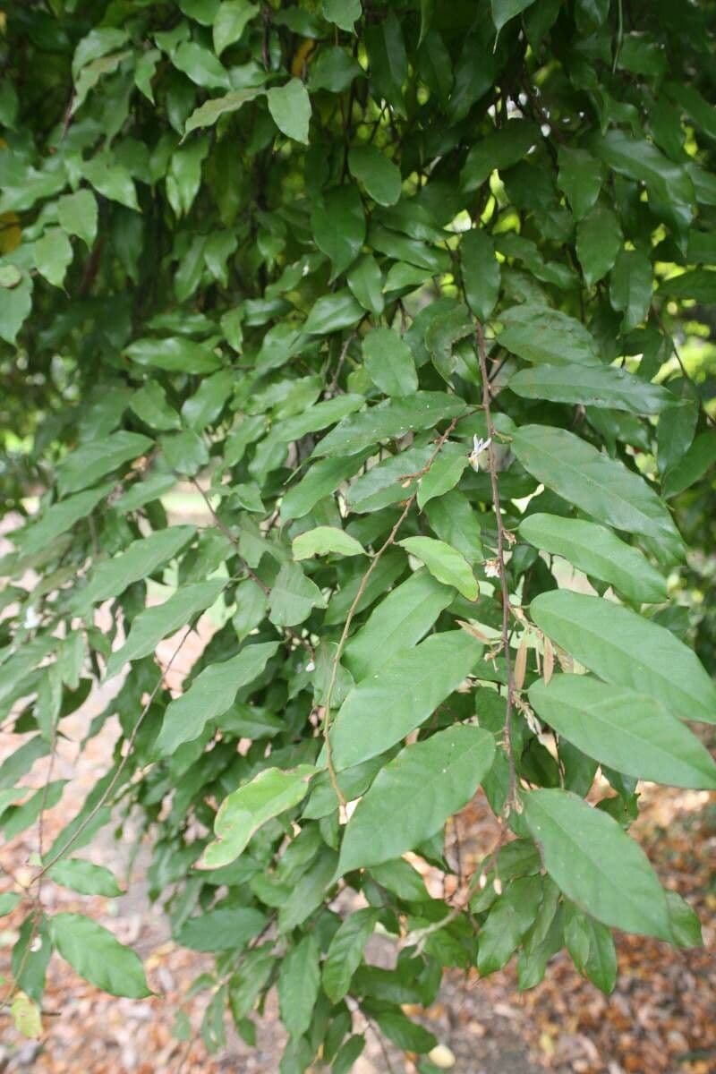 Baphia nitida 10