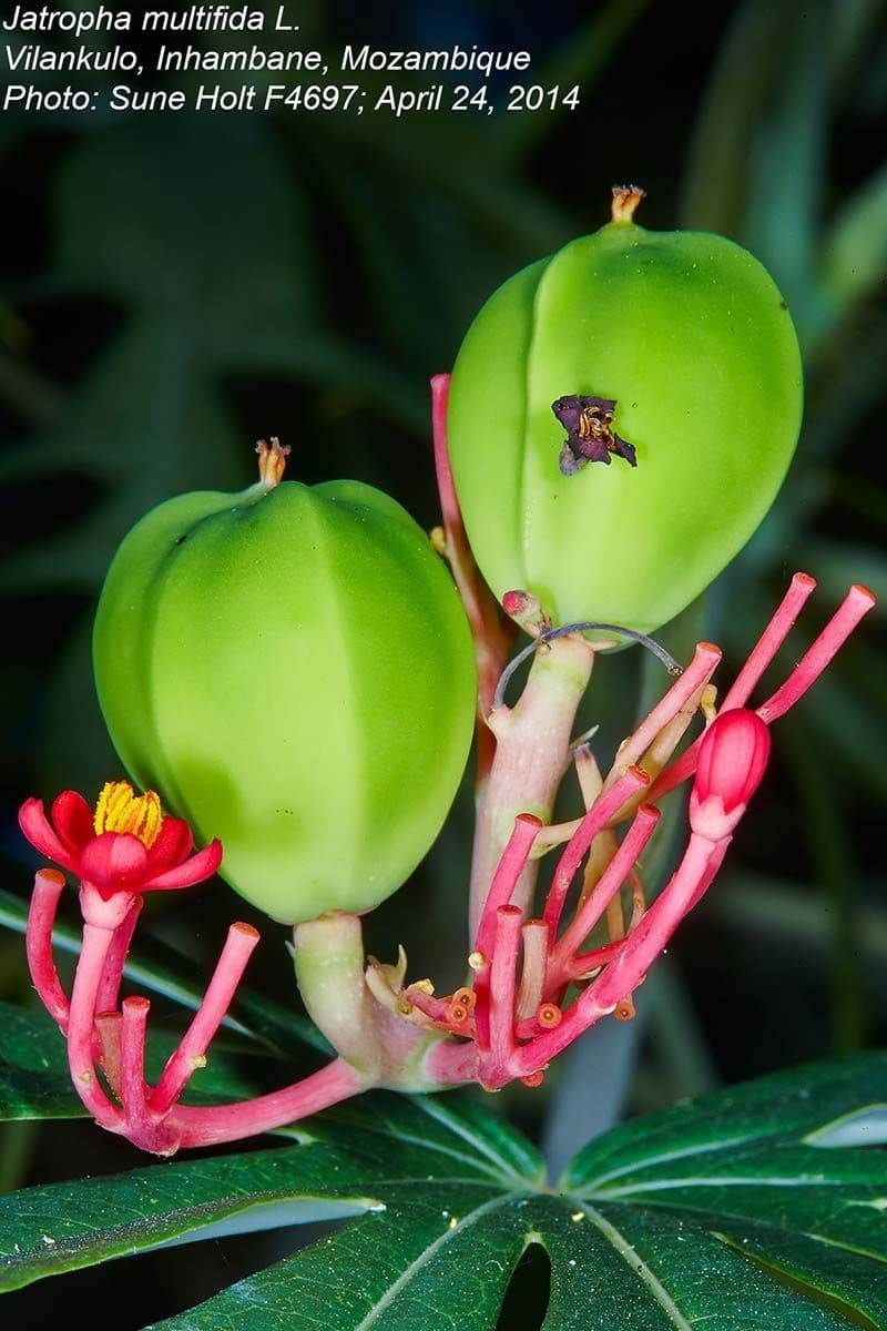Pianta di corallo 2