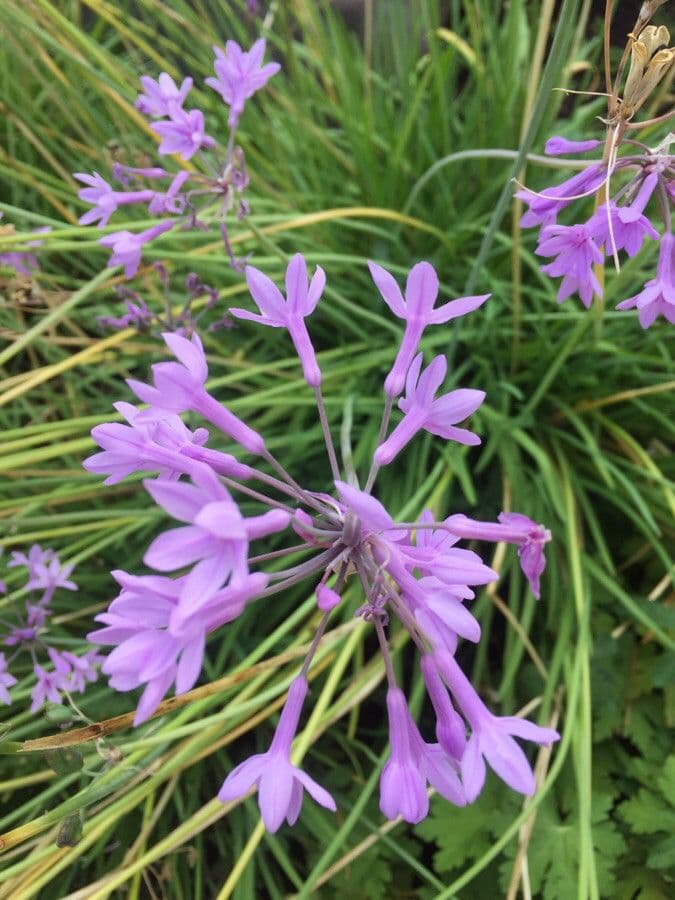 Tulbaghia 6