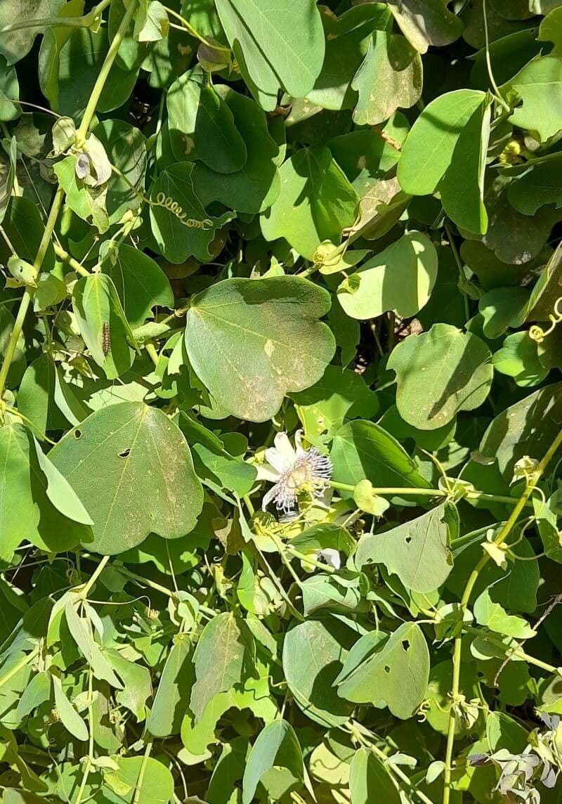 Passiflora elegante 3