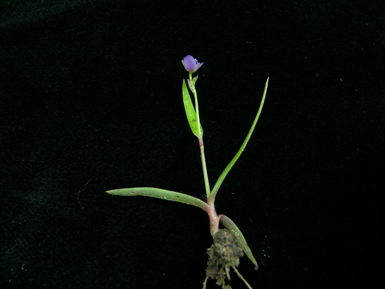Murdannia nudiflora 10