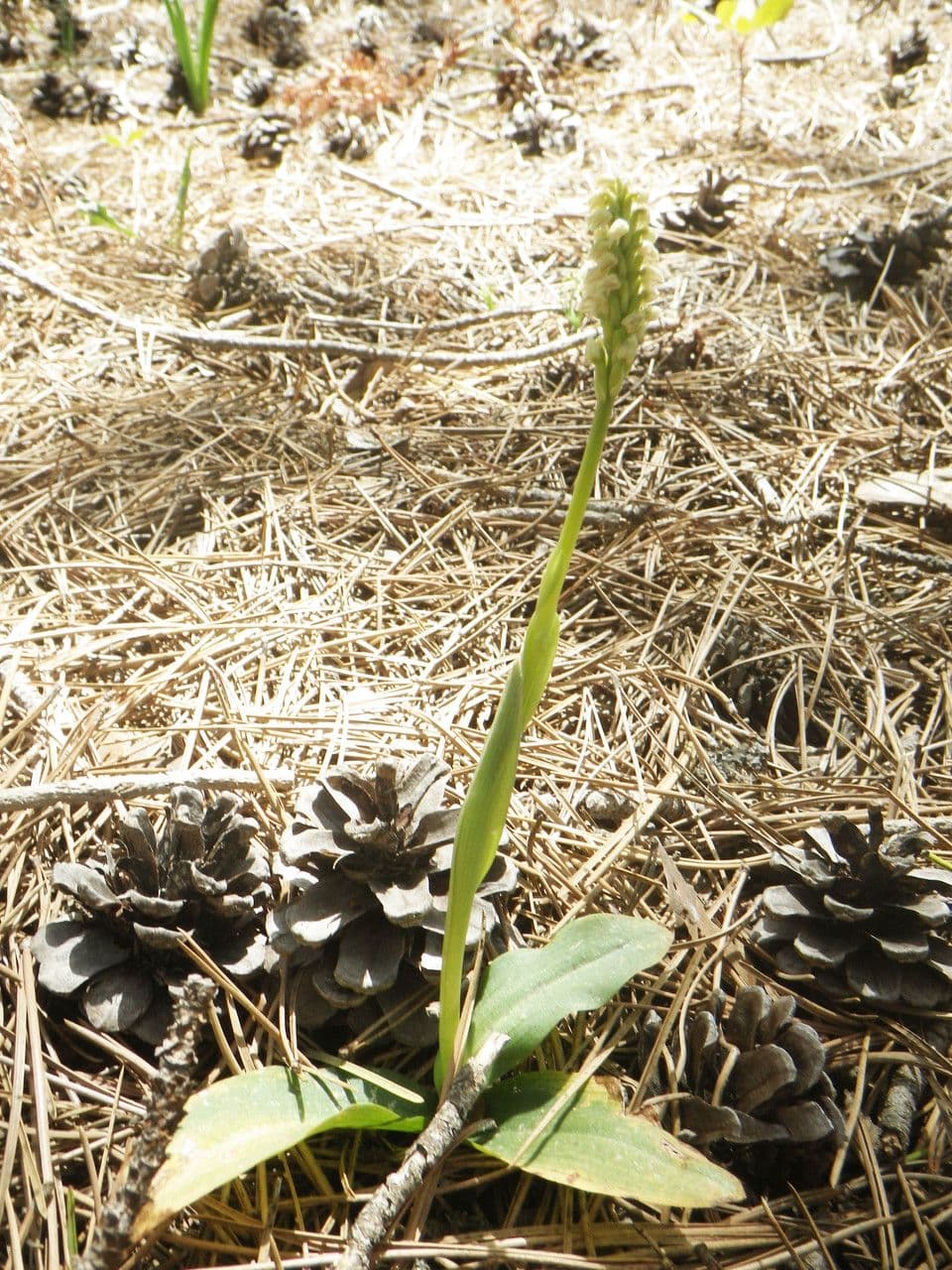 Orchidea maculata 13