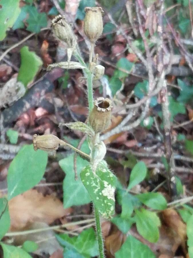 Silene dioica 2