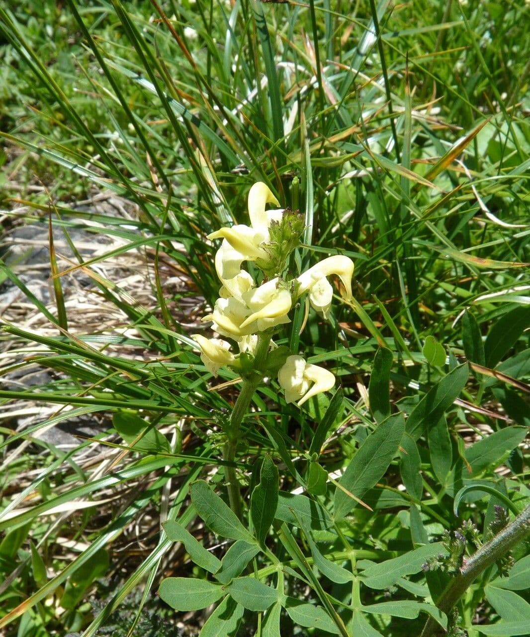 Pedicularis ascendens 20